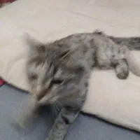 گربه پیدا شده|حیوانات|تهران, هلال احمر|دیوار