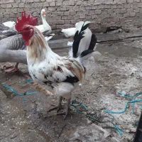 سوسنگرد نود دستگاه