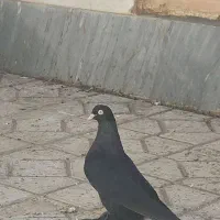 کبوتر کفتر پرنده