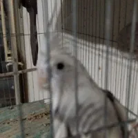 عروس نر وایت فیس