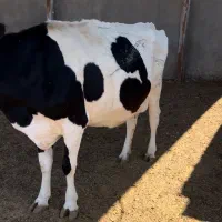 فروش ماده گاو جوان و گوساله ماده