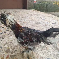 فروش خروس سلطان اصل|حیوانات مزرعه|تهران, سردارجنگل|دیوار