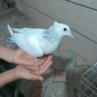 کبوتر دم کوهی نردر رامهرمز|پرنده|اهواز, ۲۴ متری|دیوار