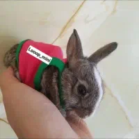 نژاده ریز|موش و خرگوش|بروجرد, |دیوار