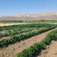 خیار وخیارشوری
