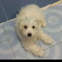 سگ نژاد شیتزو