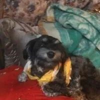 سگ شیتز تریر|حیوانات|تهران, قیام|دیوار