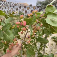 باغ پسته|خدمات باغبانی و درختکاری|گلپایگان, |دیوار