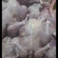 غذای سگ وگربه