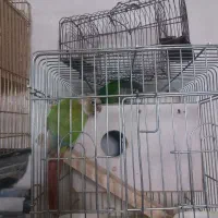 فروش یک جفت گرینچیک مولد