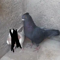 طوق پرتقالی قشنگ|پرنده|بهبهان, |دیوار