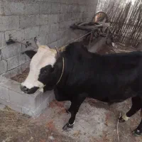 ورزاکوله|حیوانات مزرعه|رشت, لاکان شهر|دیوار