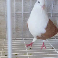 دوکت زرد|پرنده|اندیمشک, |دیوار