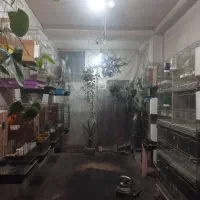 سالن طوطی راهب خورشیدی ملنگو گرین جوجه طوطی