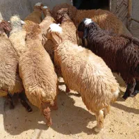 بره پرواری داشتی توافقی گوسفند کیلویی ۷۵۰