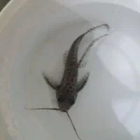 اکواریوم|ماهی|تهران, اوقاف|دیوار