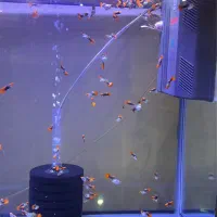 گوپی کوی بالن اصیل