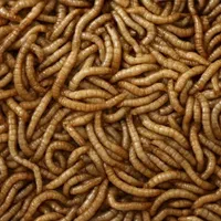 میلورم زنده در بسته ۱۰۰ گرمی (درجه یک )