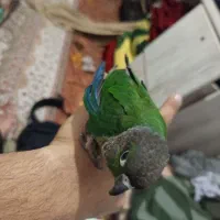 گرینچیک سبز(معاوضه و فروش)