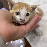 گربه های ملوس برای واگذاری باهزینه عقیمسازی وغذا|گربه|بندرعباس, |دیوار