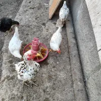 چندتا جوجه ۶ماهه رسمی ولاری به فروش میرسه|حیوانات مزرعه|اسلامشهر, مطهری|دیوار