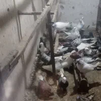 فروش کبوتر|پرنده|بابل, |دیوار