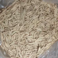 تخم‌جوی‌هاشمی‌