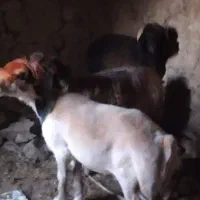 میش پروار گوشتی