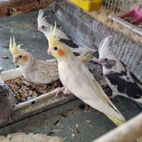 قفس های نو ودست دوم موجوده|لوازم جانبی حیوانات|خوی, |دیوار