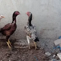 معاوظه با لاری