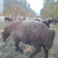 قوچ یا همون ورن|حیوانات مزرعه|بیستون, |دیوار