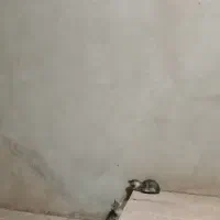 دوتا بچه گربه