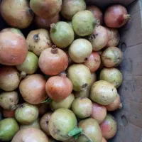 انار رب کیلویی20/000تومان