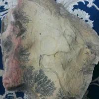 سنگ شجر زیبا فروش توافقی