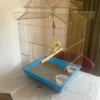 عروس هلندی