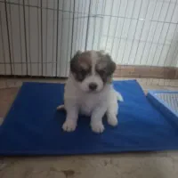 توله سگ ۲ ماهه میکس مالتیز و شیدزو
