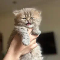 بچه گربه بریتیش