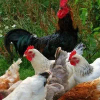 فروش فوری مرغ و خروس