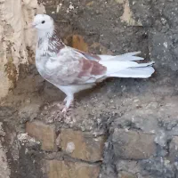 ۶ تا کبوت و کبوتر طوقی|پرنده|زنجان, |دیوار
