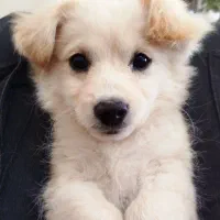 توله سگ نر|سگ|شهرضا, |دیوار