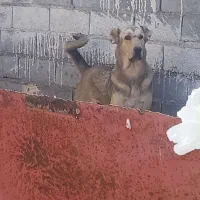 سلام فروش توله ۱۰ماهه بشرط دهن پاک