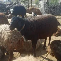 یک عدد قوچ قزل افشار درجه یک یک|حیوانات مزرعه|چگنی, |دیوار