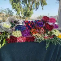 پخش گل و گیاه عمده وتک بازار امام رضا