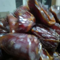 خرمای کبکاب|حراج|برازجان, |دیوار