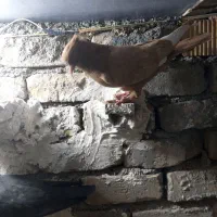 کفتر سینه زرد|پرنده|شیراز, کوشک میدان|دیوار