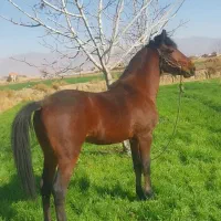کره اسب نریون