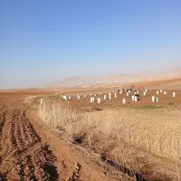 سیب زمینی سانتا|خوردنی و آشامیدنی|حسین آباد, |دیوار