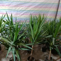 یوکا .شفلرا.خرفه ای.|گل و گیاه طبیعی|مشهد, کوی المهدی|دیوار