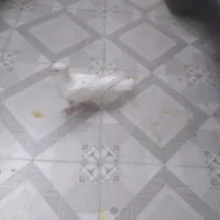 کبوترسفیدنمیشناسم چیه