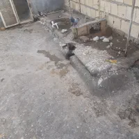 سبز پلاکی مسافتی کفتر|پرنده|قوچان, |دیوار